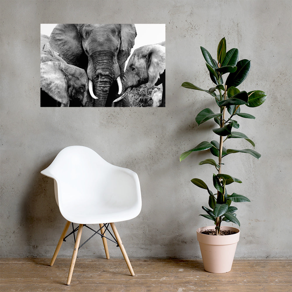 Elephant Love Poster