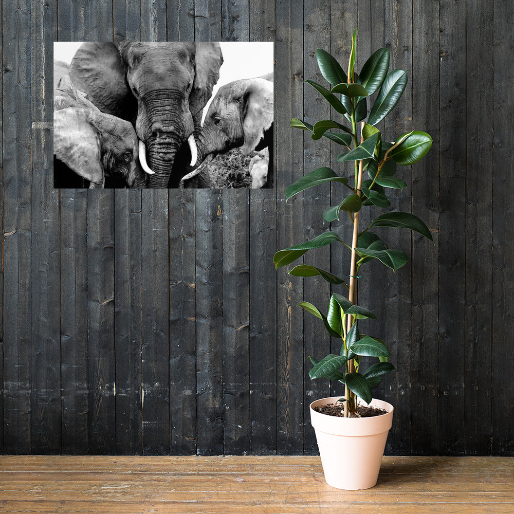 Elephant Love Poster