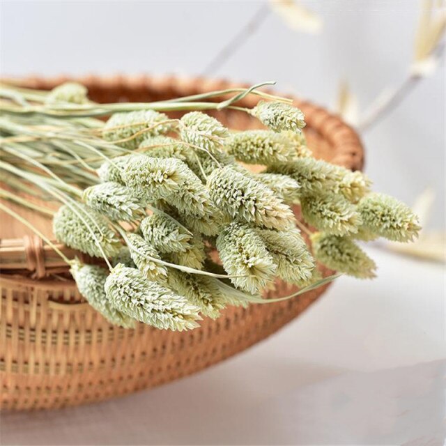 50pcs Dried Gem Grass White Flower Bunch