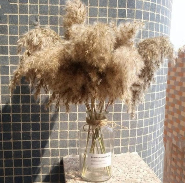 Dried Pampas Grass Decor