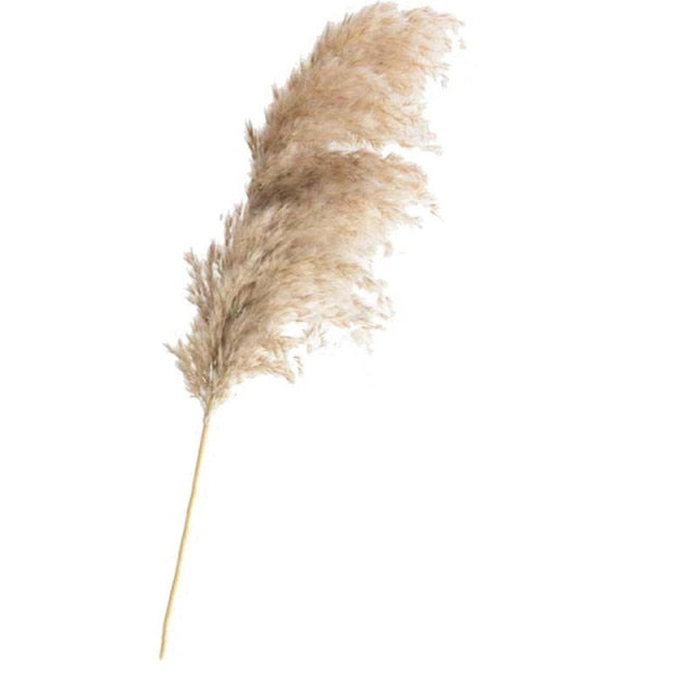 Dried Pampas Grass Decor