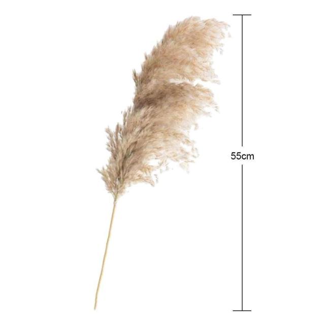 55cm/21in  5pcs Pampas Grass Dried Natural Phragmites Flowers Plant