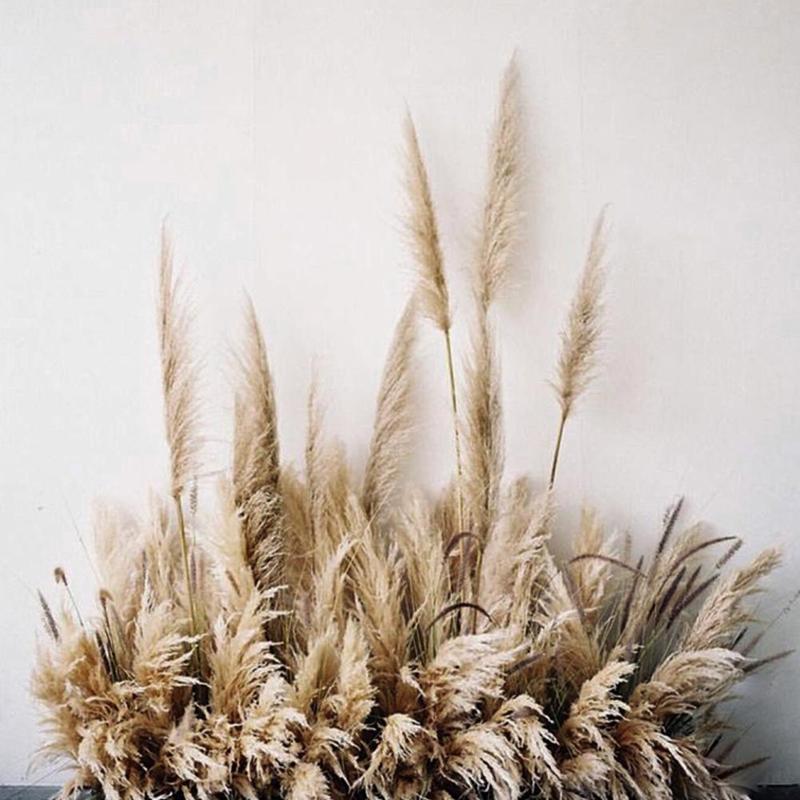 55cm/21in  5pcs Pampas Grass Dried Natural Phragmites Flowers Plant